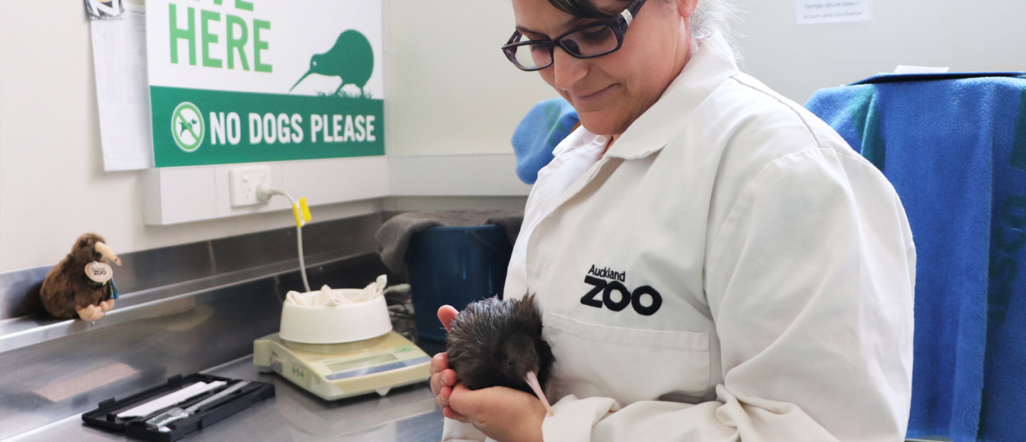 Two more precious kiwi have safely hatched at the zoo!