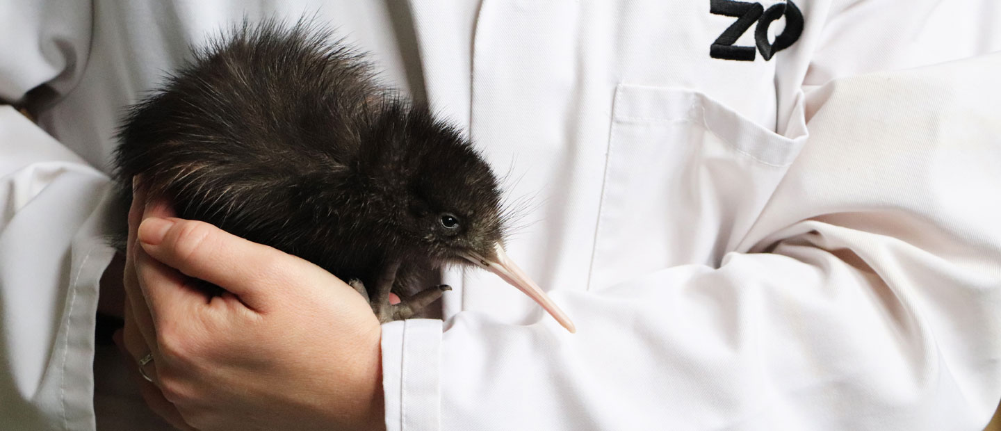 More healthy kiwi chicks have hatched at Auckland Zoo!
