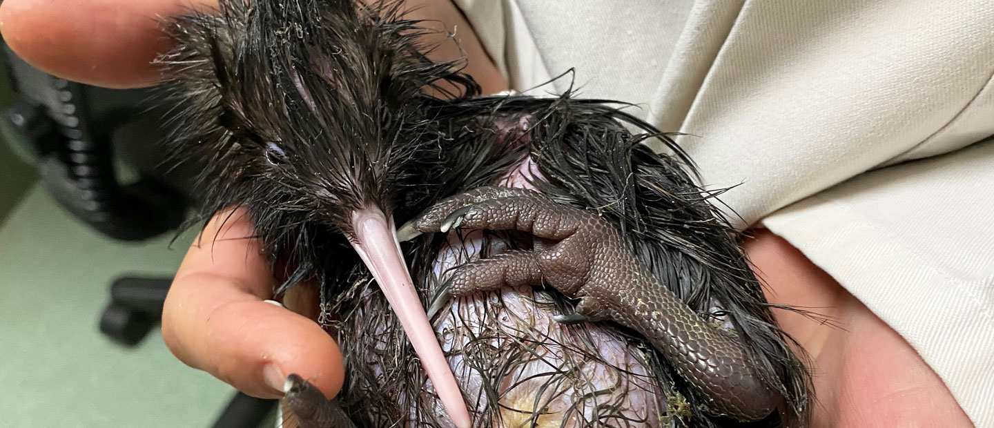 We've just had our first kiwi chick hatch this breeding season!