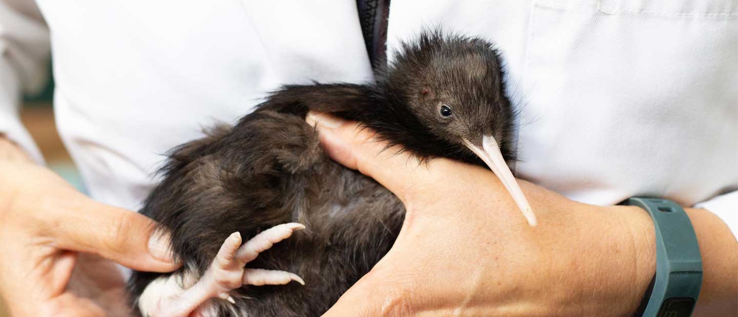 Meet our precious kiwi chick with a white leg!