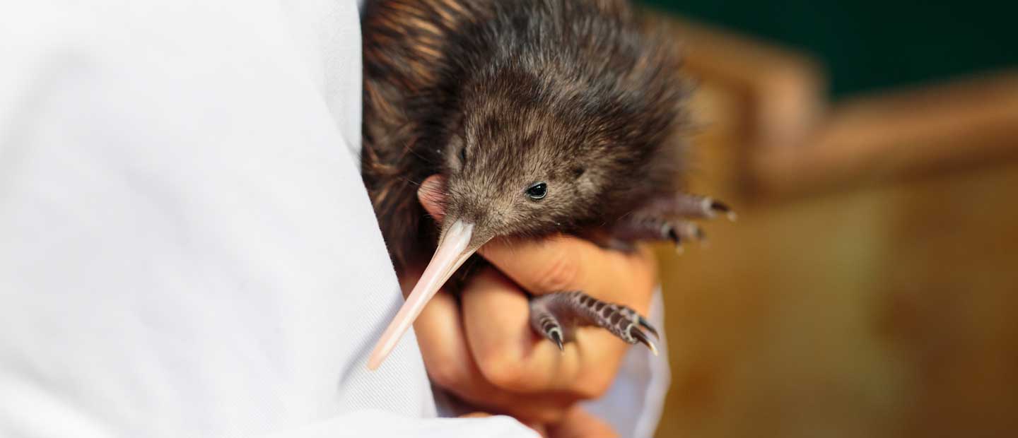 Eighth kiwi chick released on Rotoroa Island this season