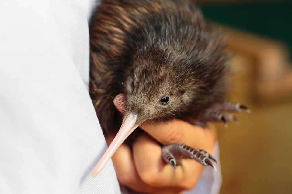Celebrate #WorldWildlifeDay with Auckland Zoo!