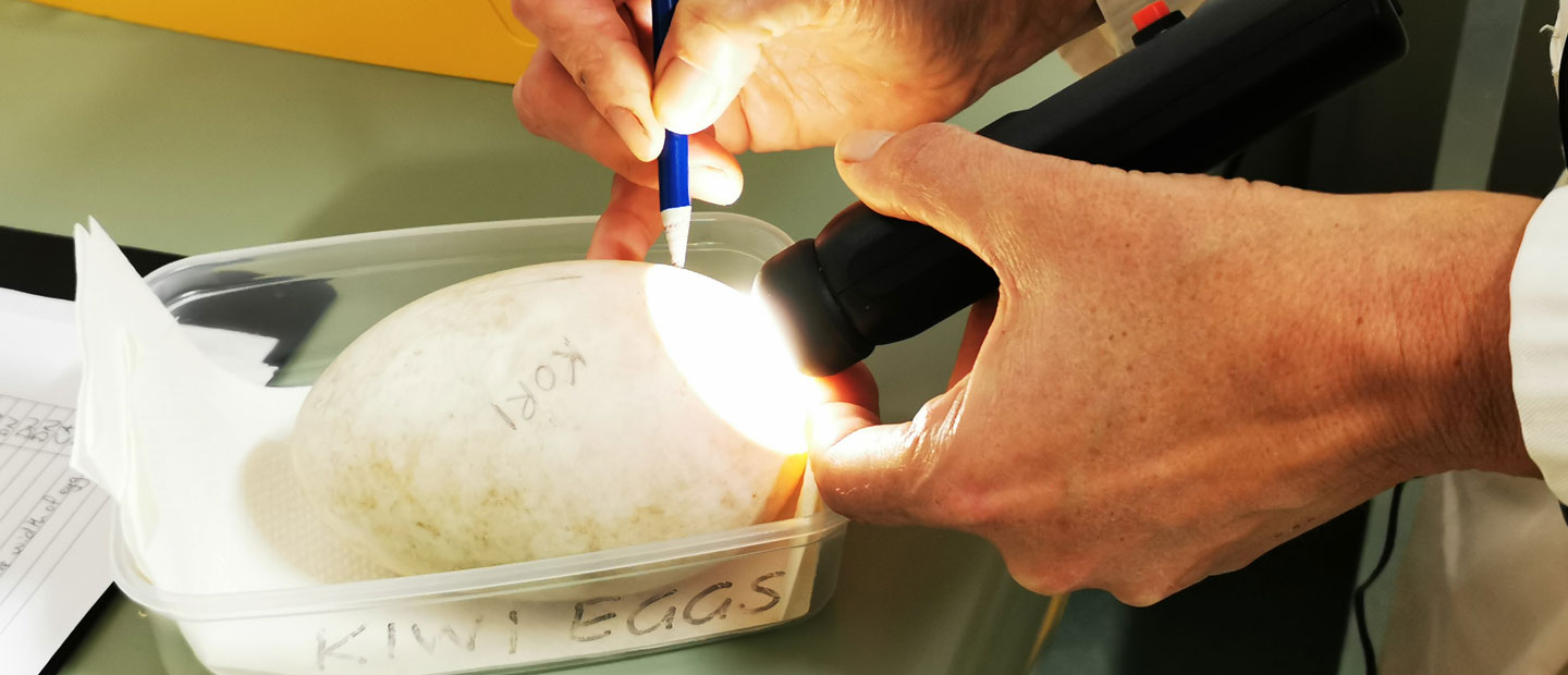 Our Kiwis are looking after two soon-to-be-hatched kiwi!