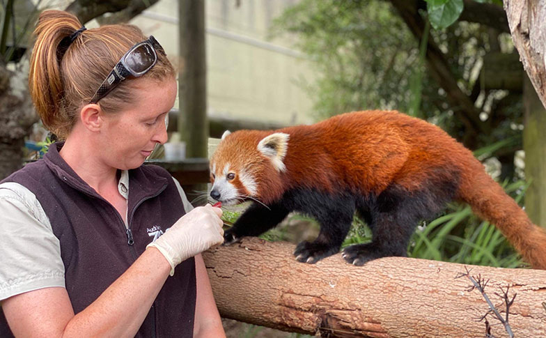 A carnivore that doesn't eat meat: Meet our red pandas!
