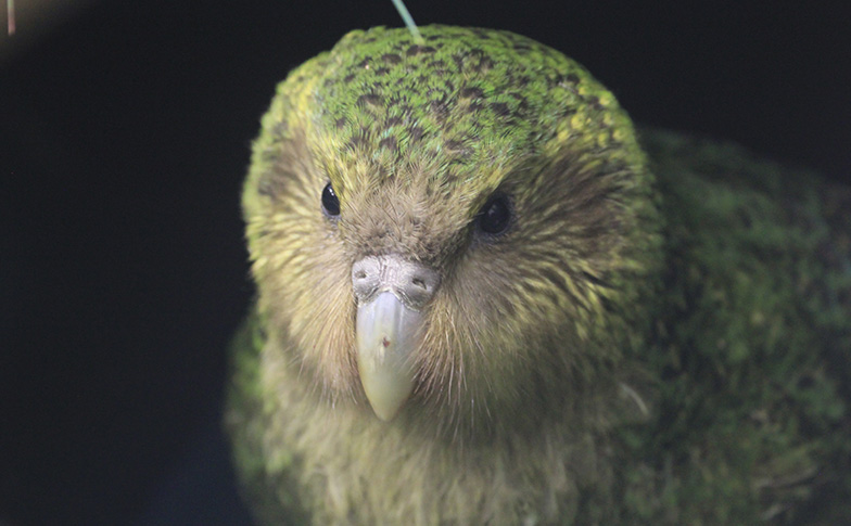 Our last two kākāpō patients have flown the nest!