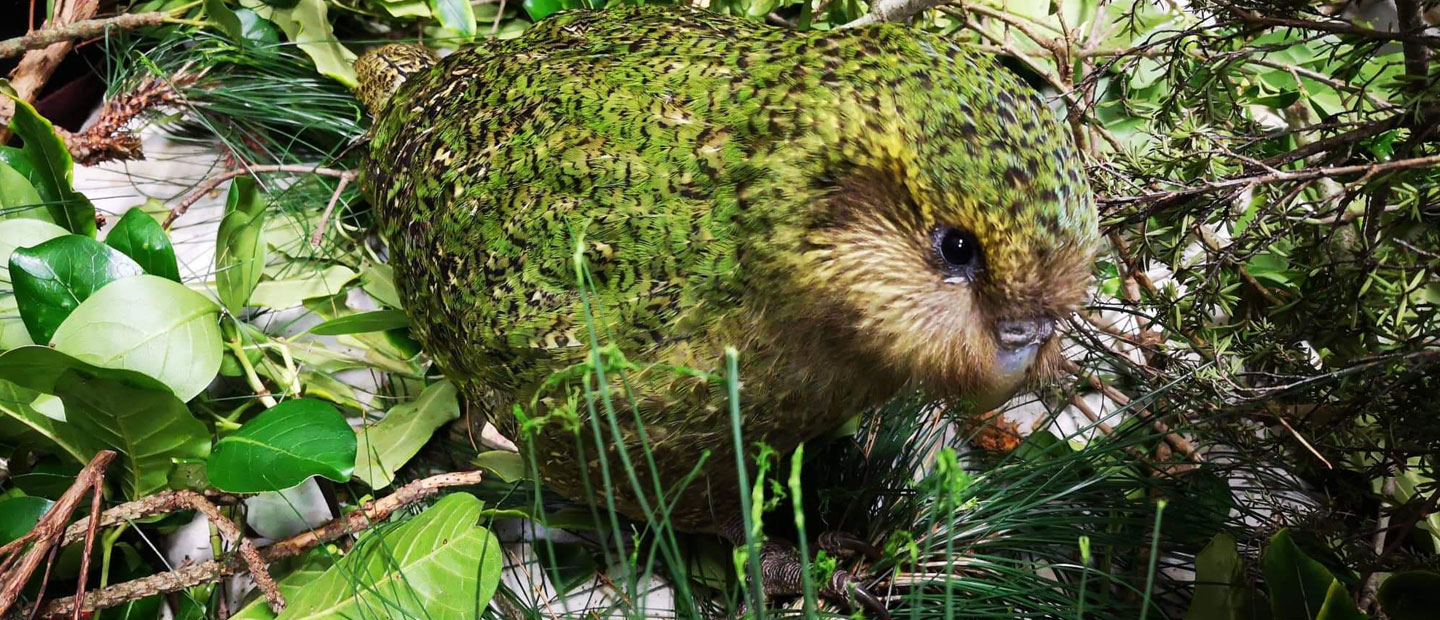 We're returning two more kākāpō home!