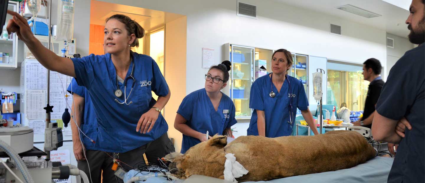 Geriatric Health Check for Old Lioness Kura