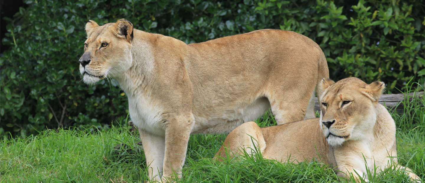 Zoo pays tribute to much loved lions
