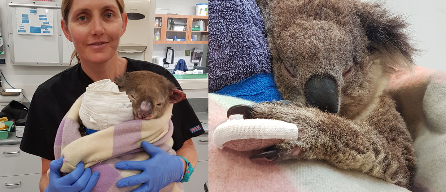 Caring for koala burns victims – a labour of love and expertise