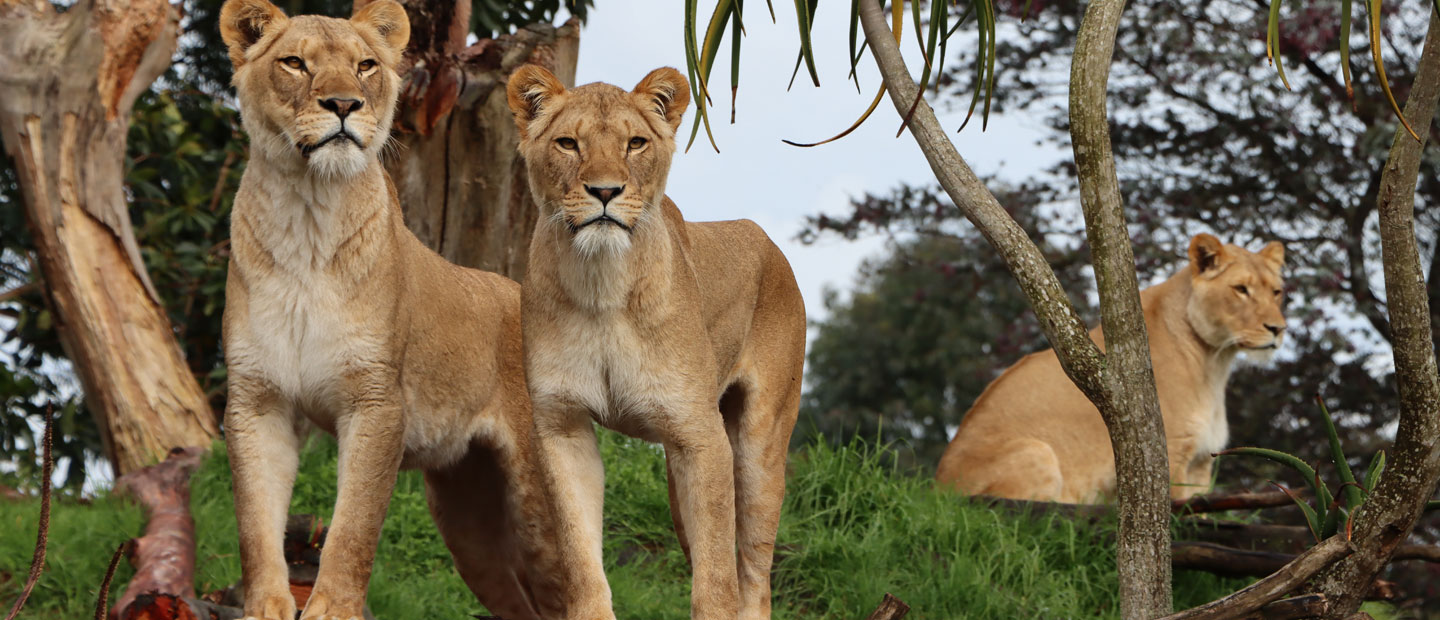 Introducing Auckland Zoo's three beautiful female lions!