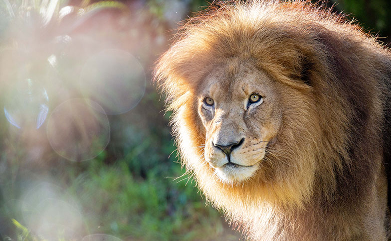 'Meat' our African lions! 