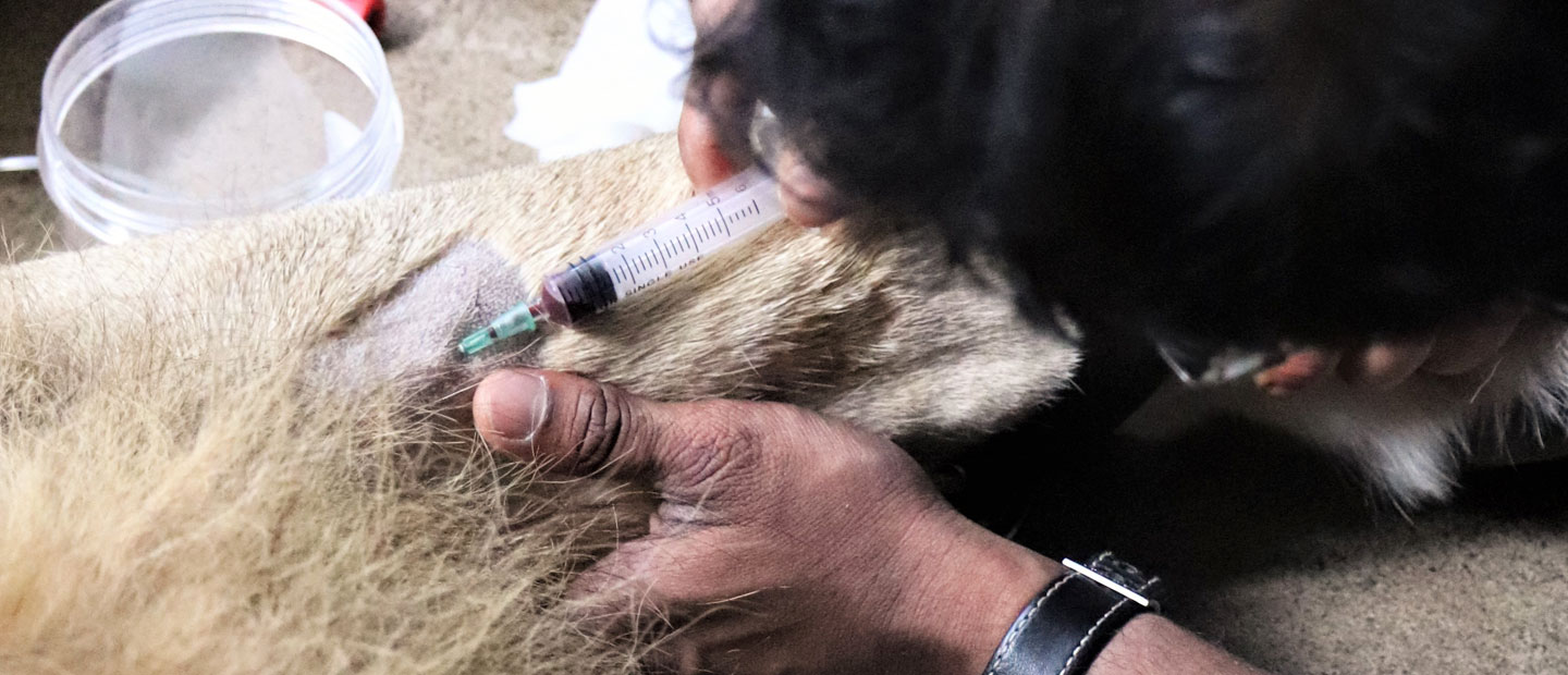 Check-up for lion Zulu