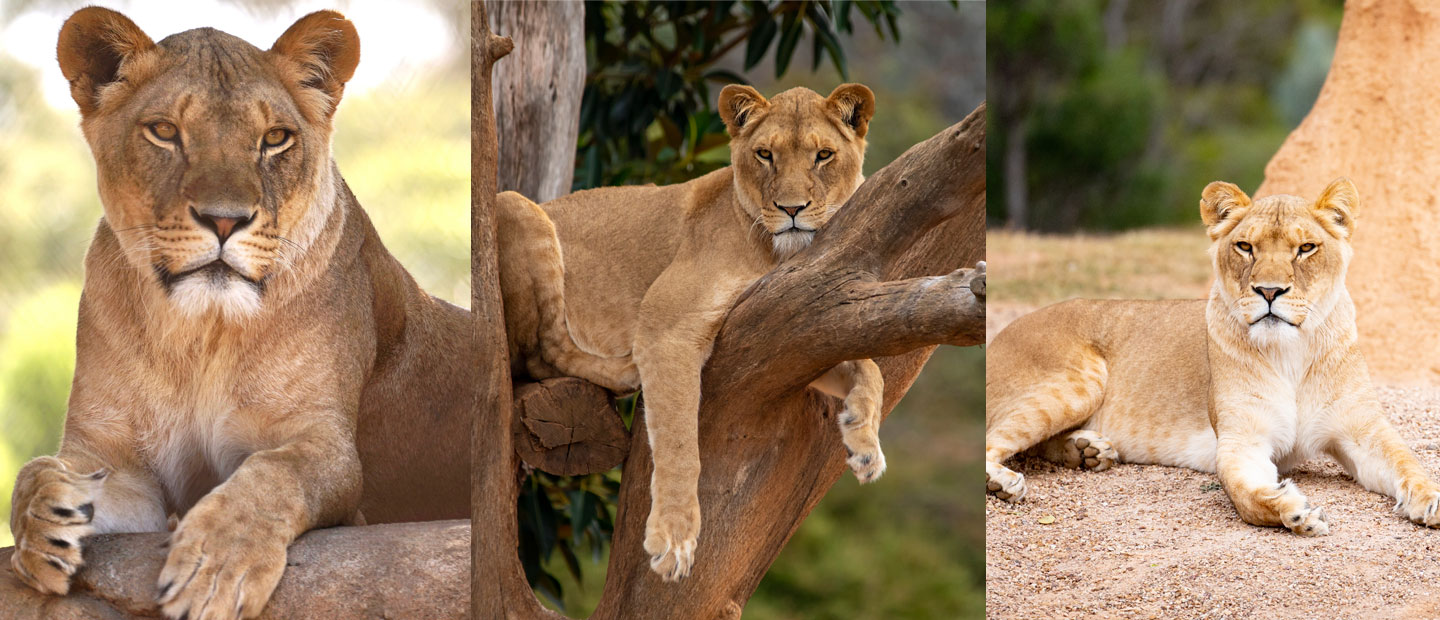Haere mai to Auckland Zoo’s new lions!