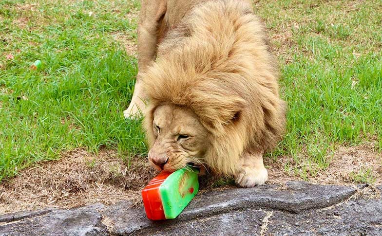 We’re wishing a Happy 16th Birthday to our lion boys