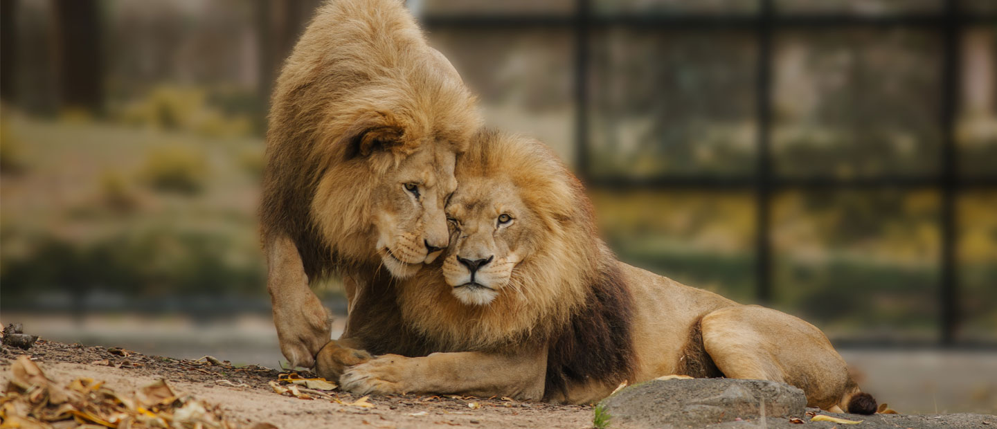 Zoo makes kindest call for elderly lions