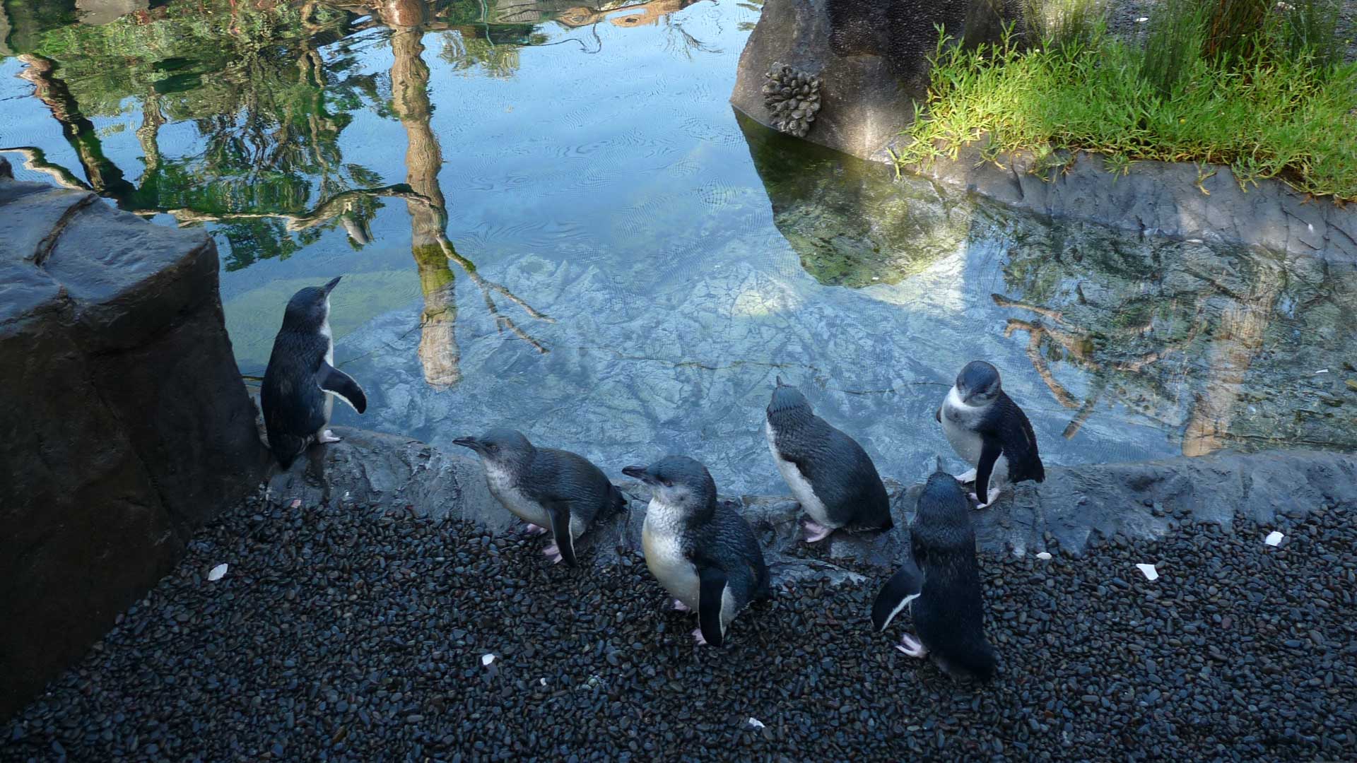 Let’s all be kaitiaki of our wildlife and wild places this summer