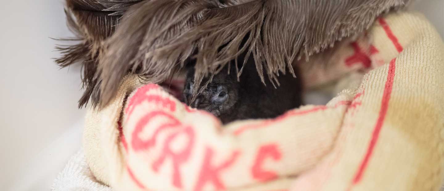 Great news for Ohope the little penguin!