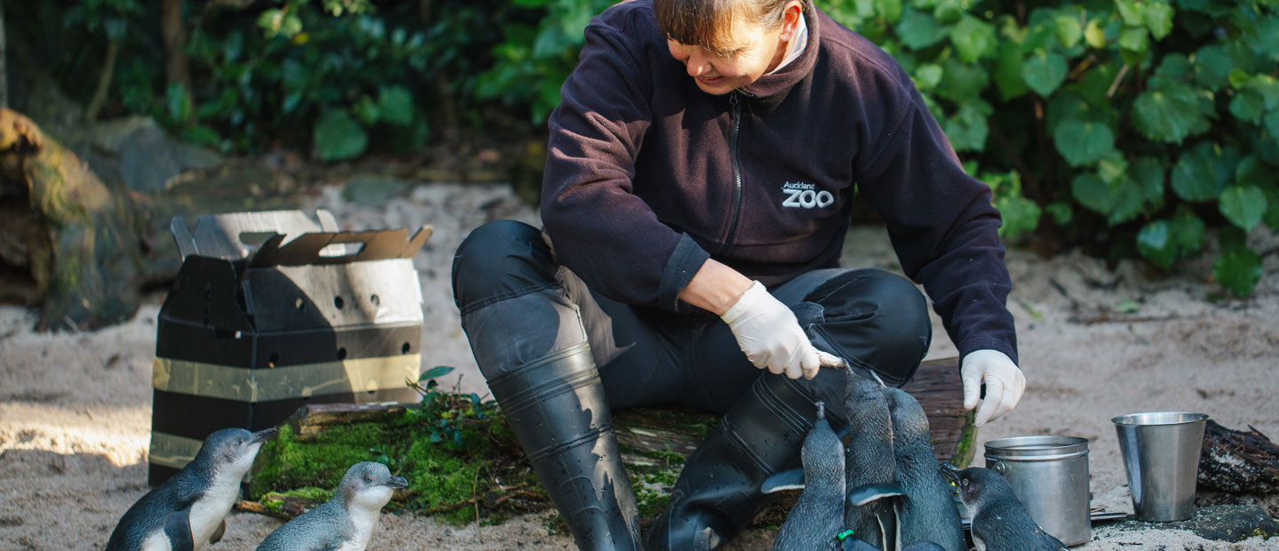 Great news for a little penguin rescue Paku!