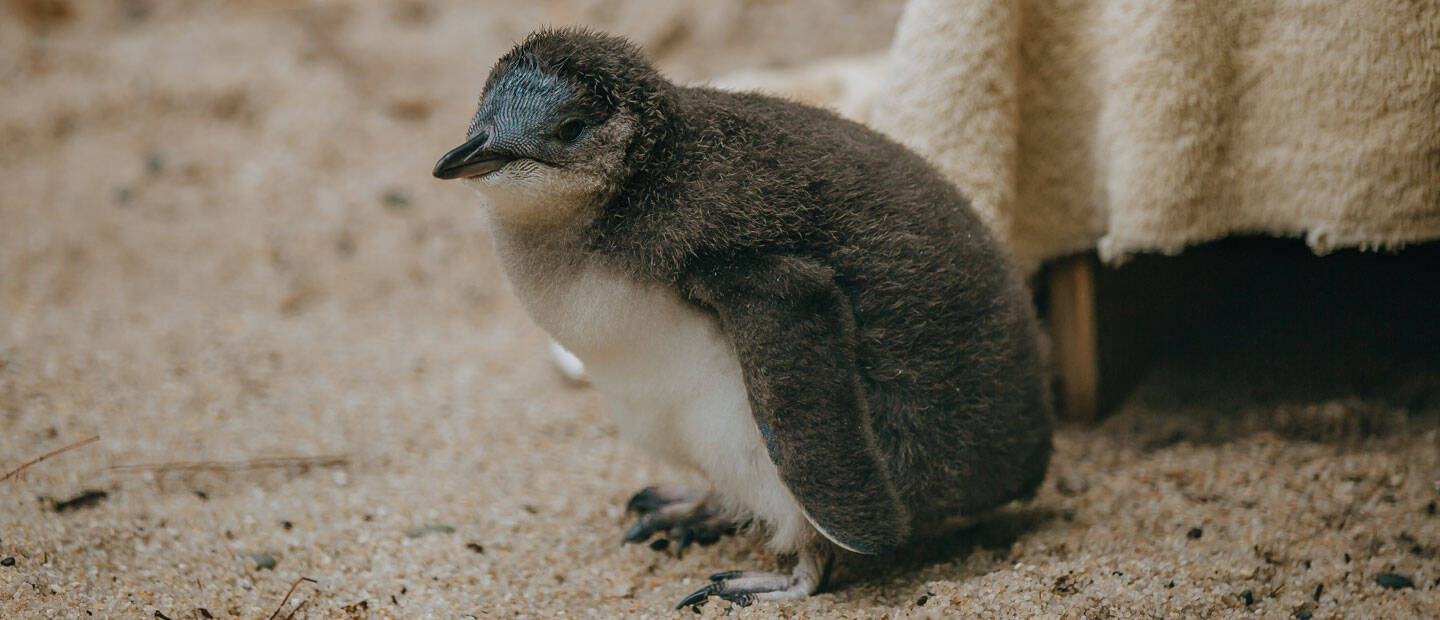 Rearing a kororā (little penguin) chick