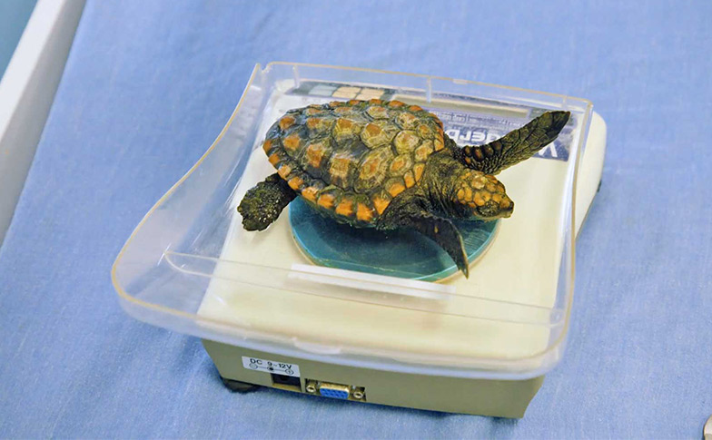 A tremendous effort to save a tiny sea turtle
