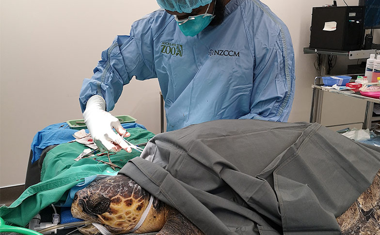 Auckland Zoo vet team treat a returning patient