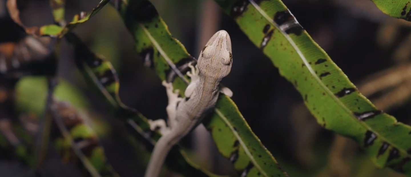 The Northern Striped Gecko – Studying a Cryptic Taonga