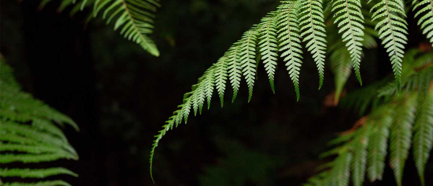 Unearthing the rich past of New Zealand's black tree fern