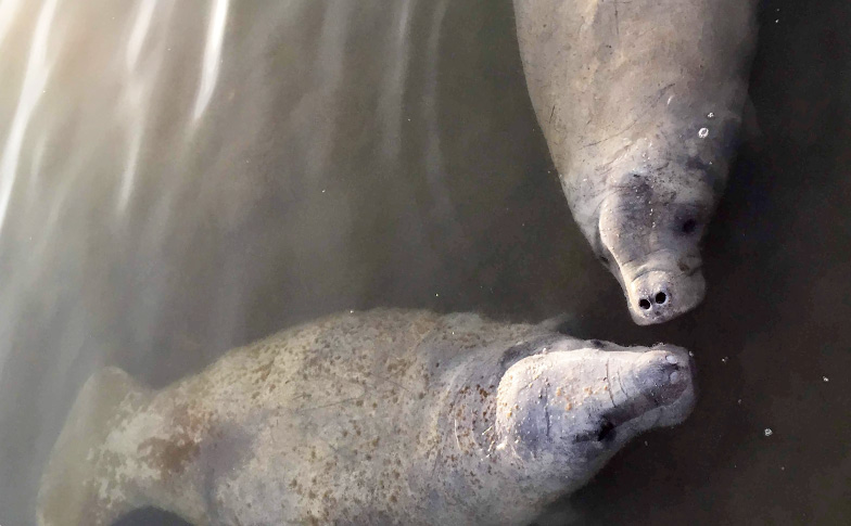 Spending time with the sea cow