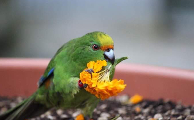 See how we enrich our native bird whānau at Auckland Zoo!
