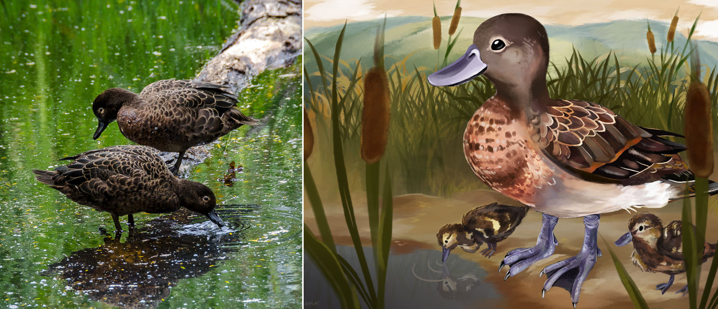 Getting your Ducks in a Row: Helping pāteke come home to Te Henga wetland