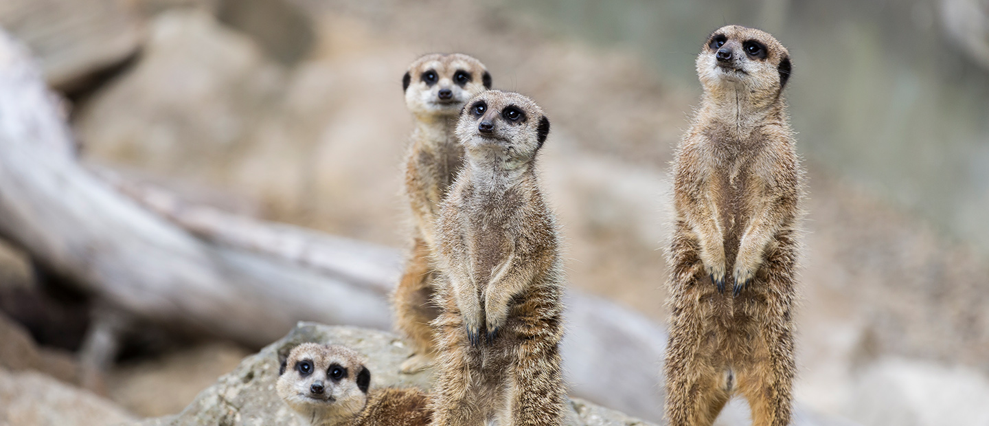 Bianca creates an enriching meal for our meerkat mob!