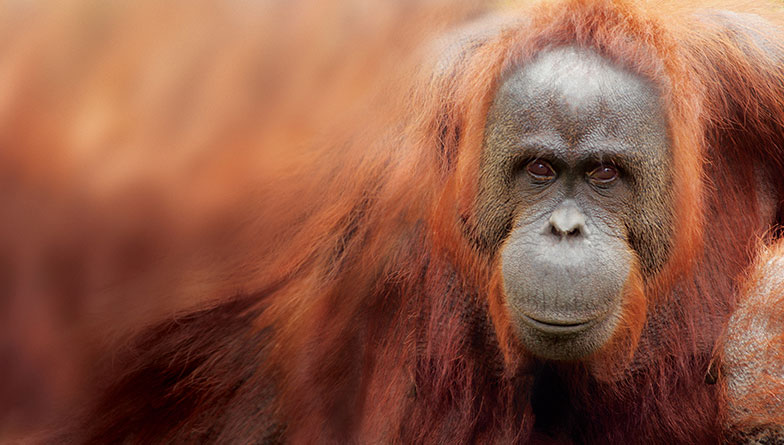 Zoo's orangutans on the move