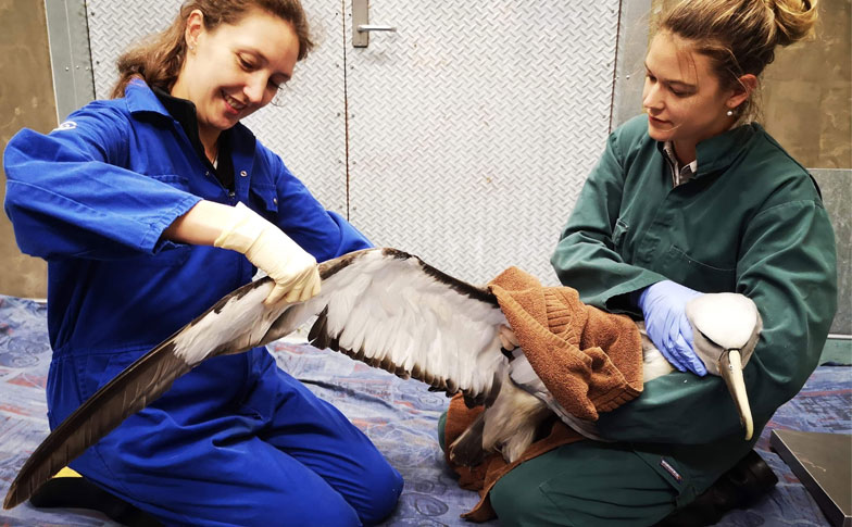 Vet team cares for an injured Salvin’s mollymawk