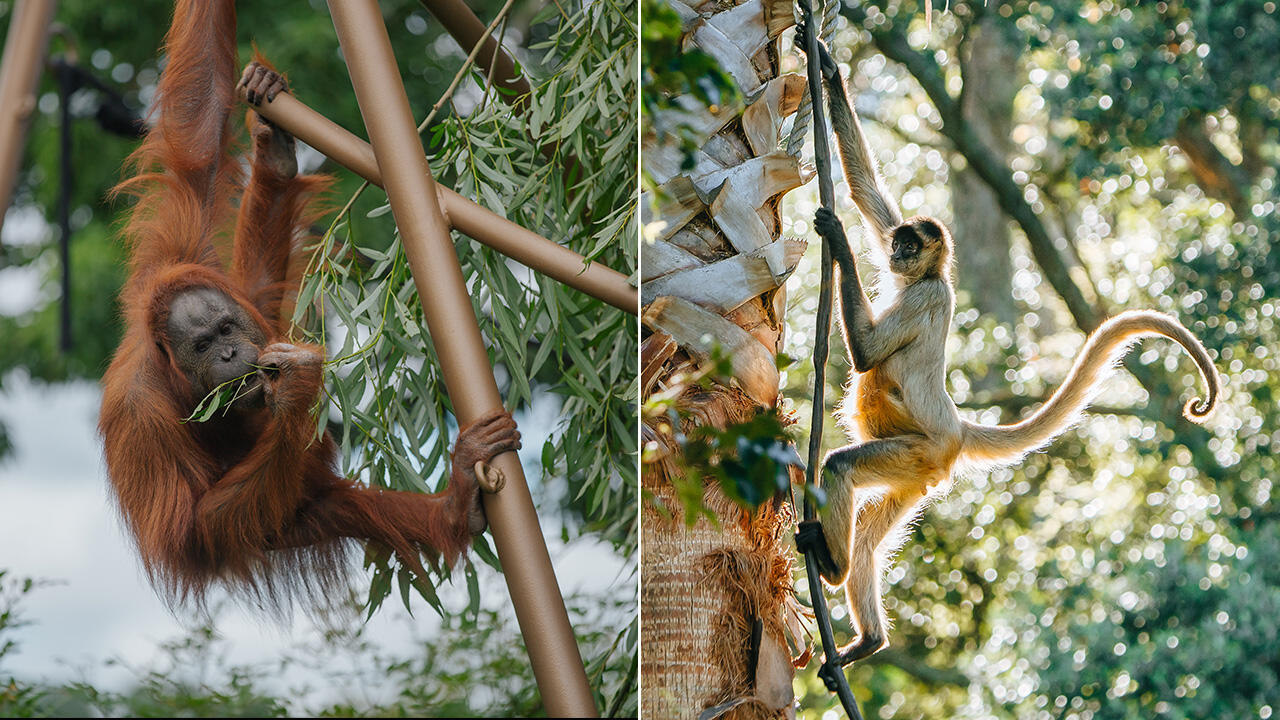 Apes vs Monkeys - can you tell them apart?
