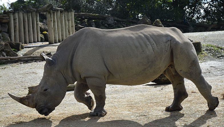 Rhino Mtoto ready to cross the Tasman