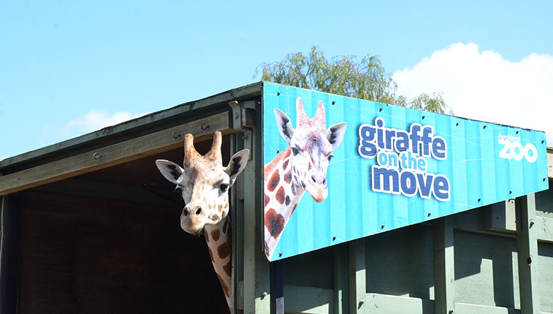 Giraffe Mtundu to set sail for Sydney