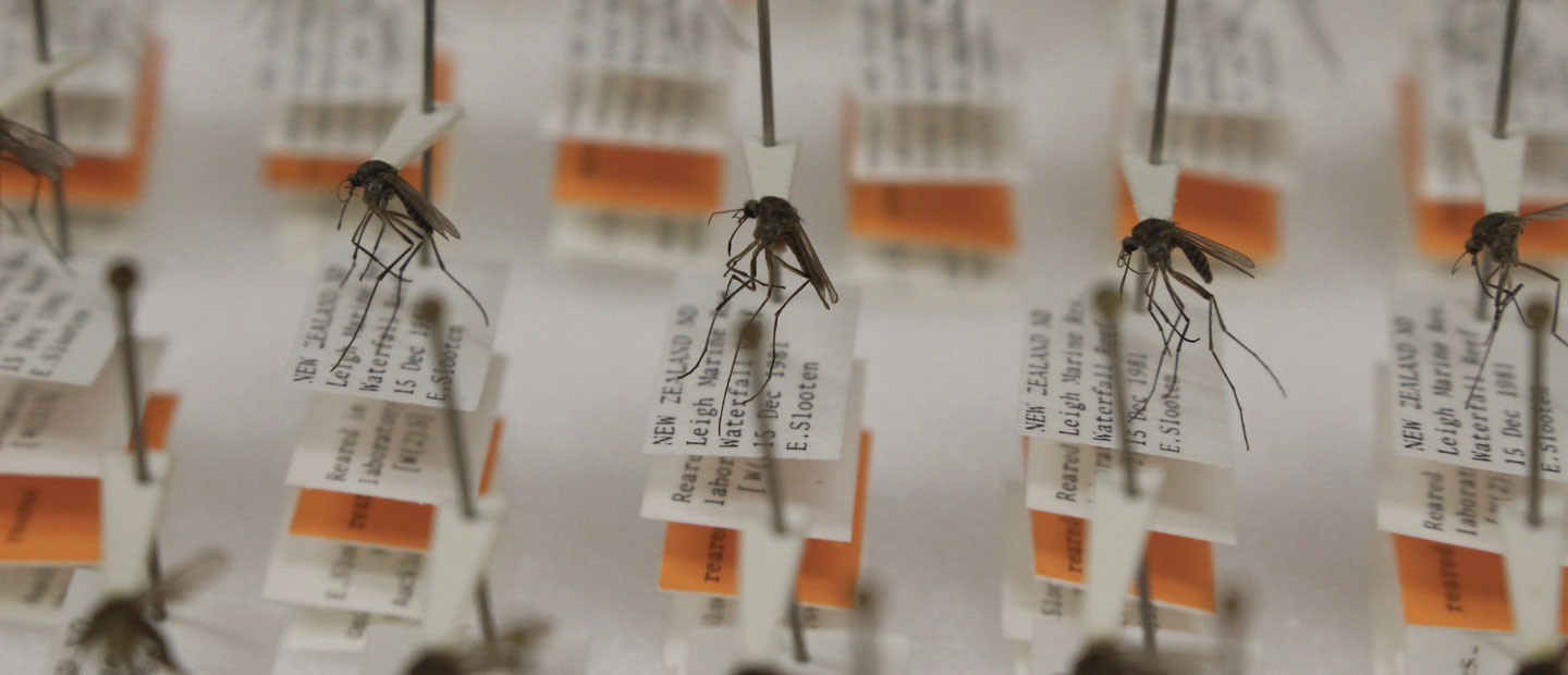 Aotearoa's buzzing! Meet our endemic mosquitoes