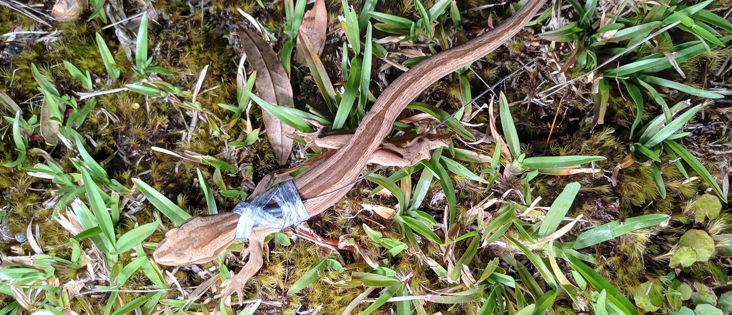 Exciting study underway for the rare Northern striped gecko!