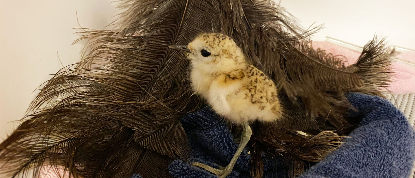 Veterinary care for wild New Zealand dotterel chick