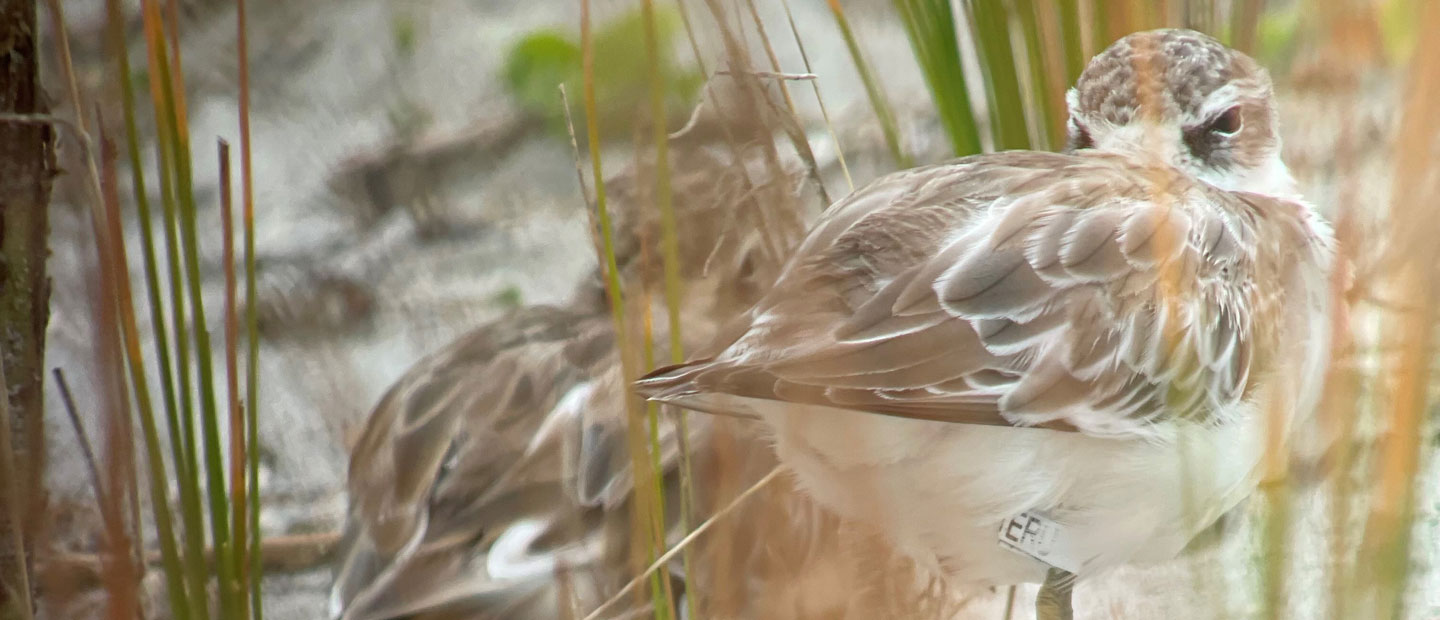 Wild tūturiwhatu (New Zealand dotterel) patient now thriving in Omaha