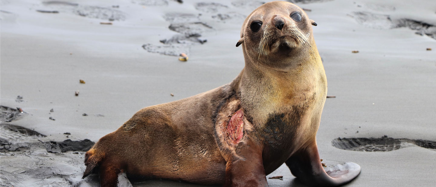 Team effort for injured fur seal pup