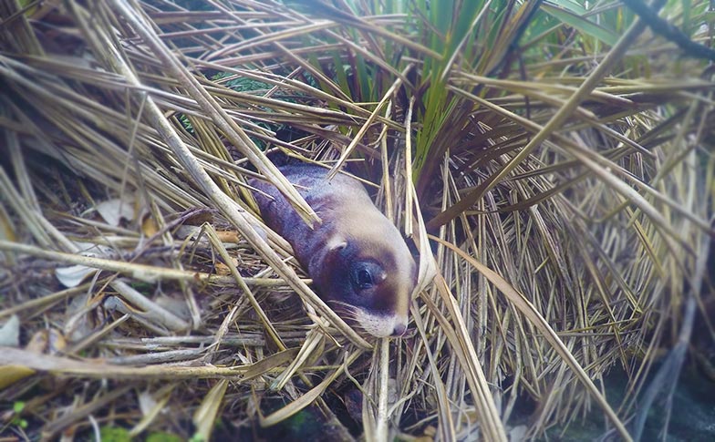 A return trip to find the rare rāpoka