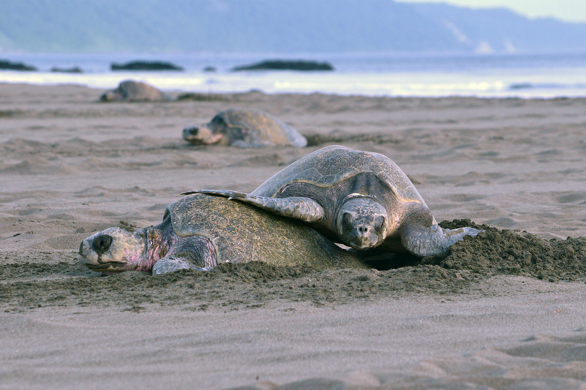 Innovative drone project takes flight to protect Costa Rica’s sea turtles