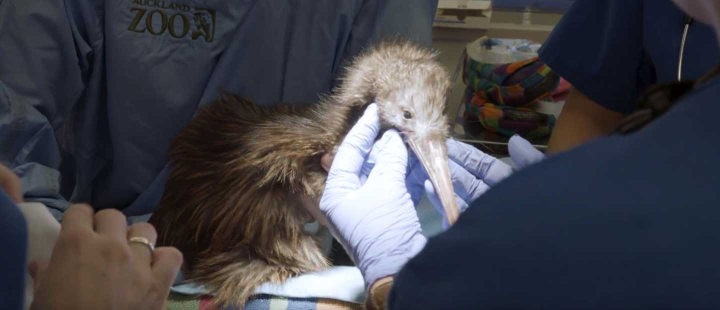 Vets nurse egg-bound kiwi back to health
