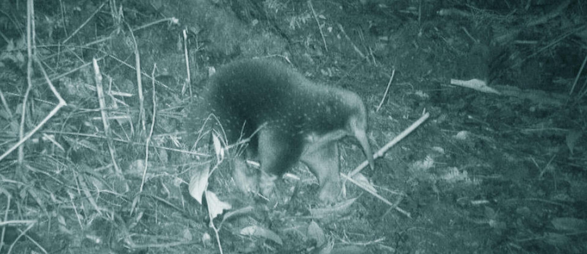 Helping to rediscover an ‘extinct’ echidna!