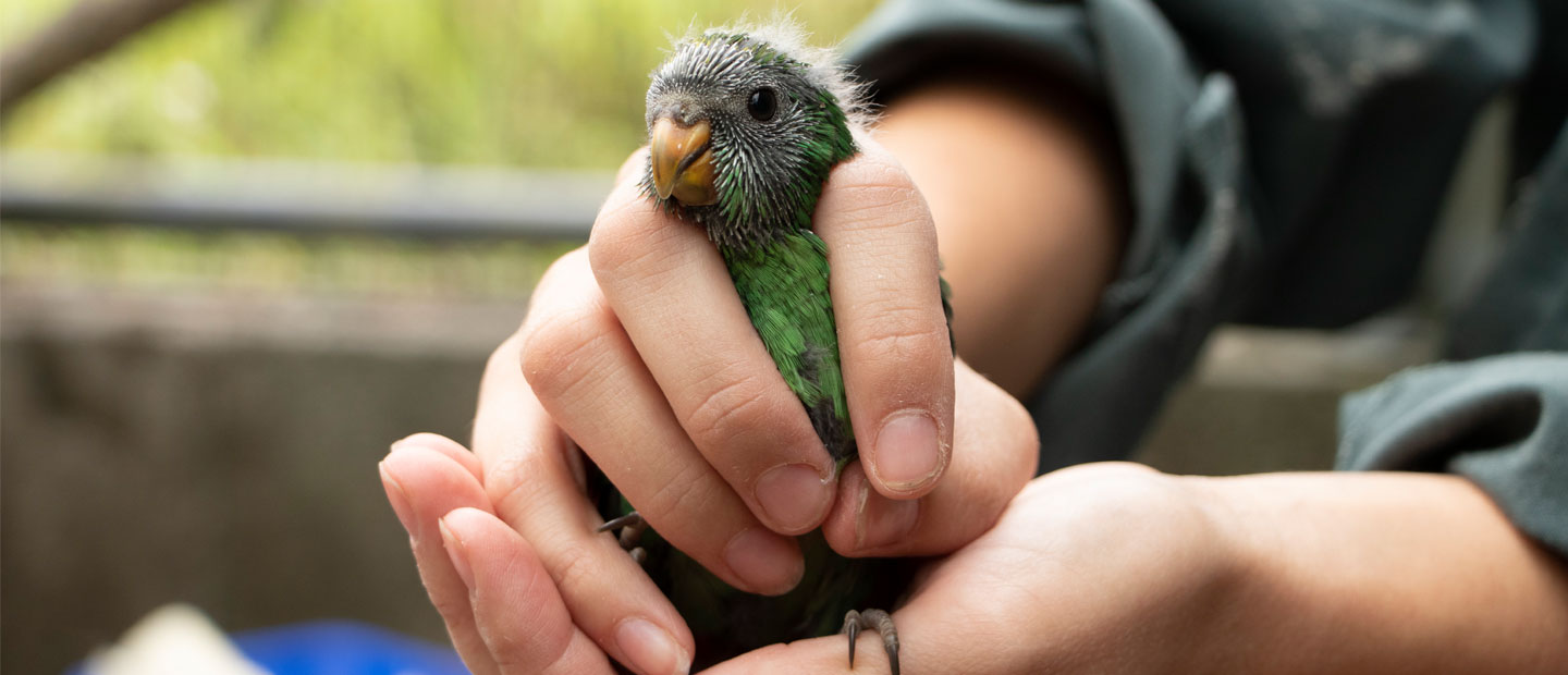 We’ve released more endangered kākāriki into the wild