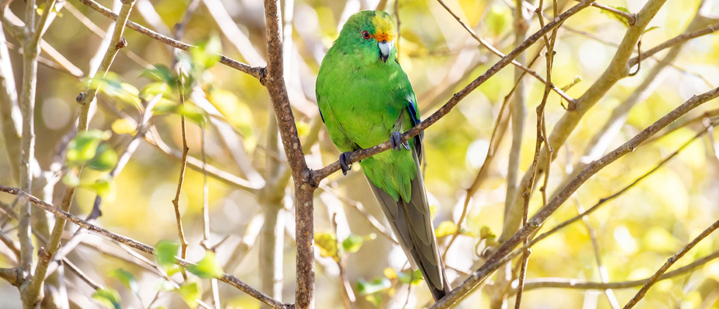 We've just hatched five nationally threatened kākāriki!