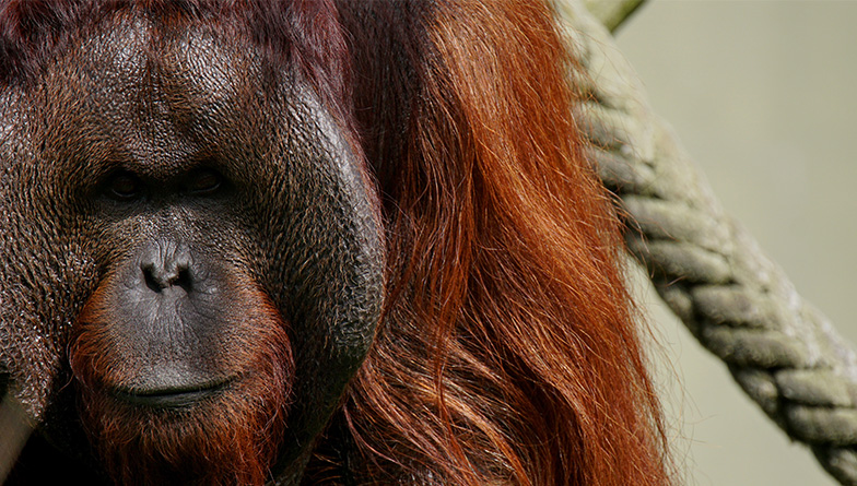 Episode Two: Orangutans on the move to Orana Park