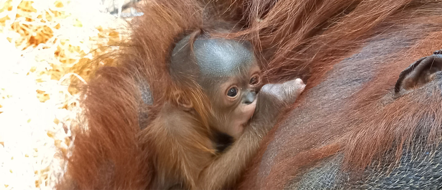 Auckland Zoo celebrates birth of baby orangutan