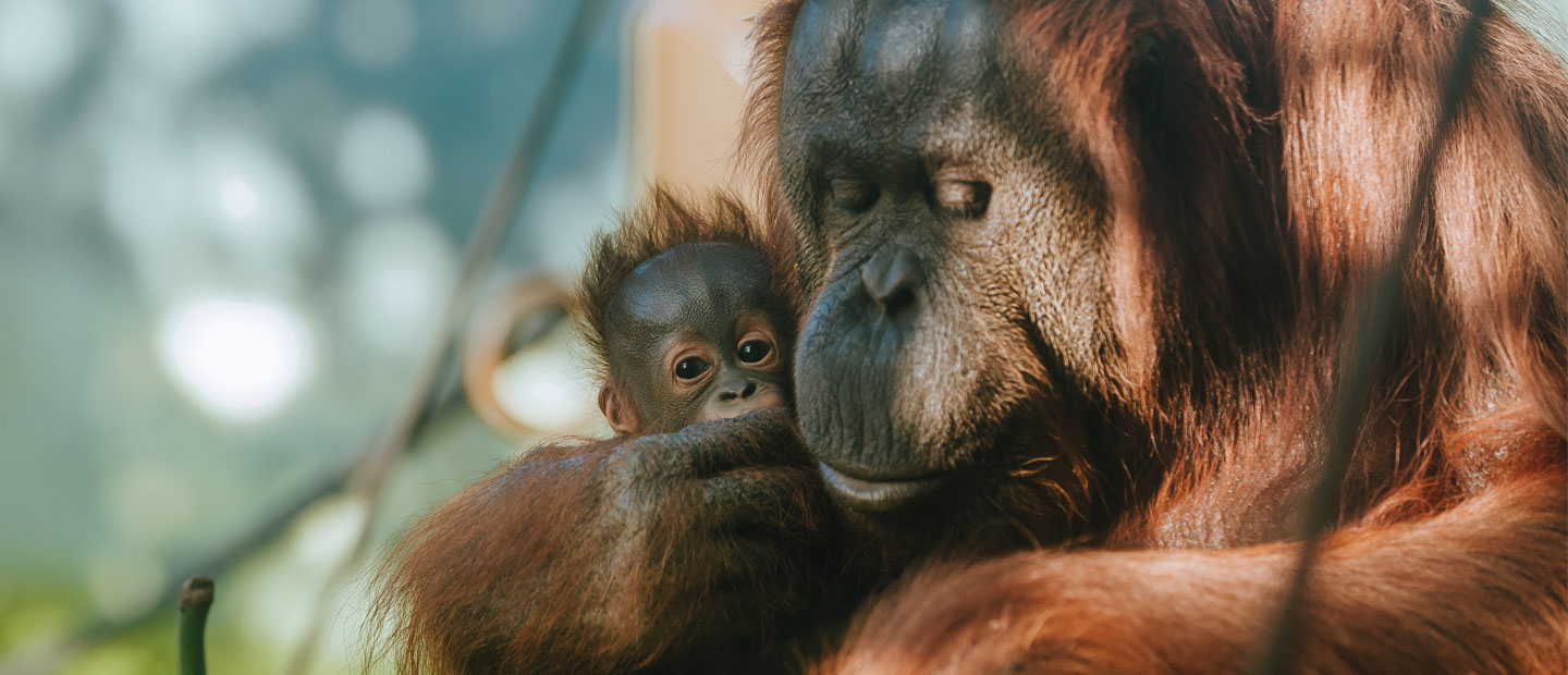 Meet 11-week-old orangutan baby Bahmi!